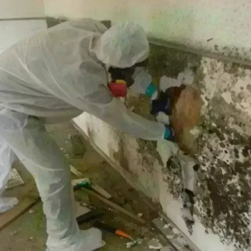 Mold Remediation and Removal in North Andrews Gardens, FL